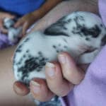 5 day old bunny being held