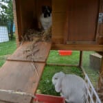 rabbits staying out of the heat