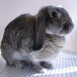 bunny sitting inside