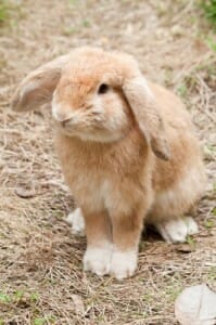 brown rabbit image