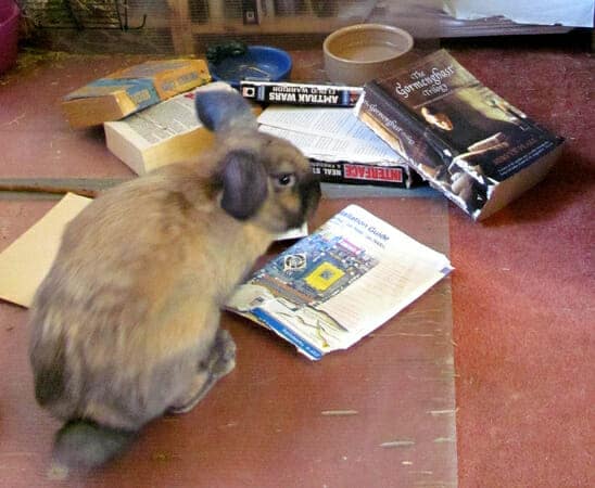 The 5 Best Books All About Pet Rabbits