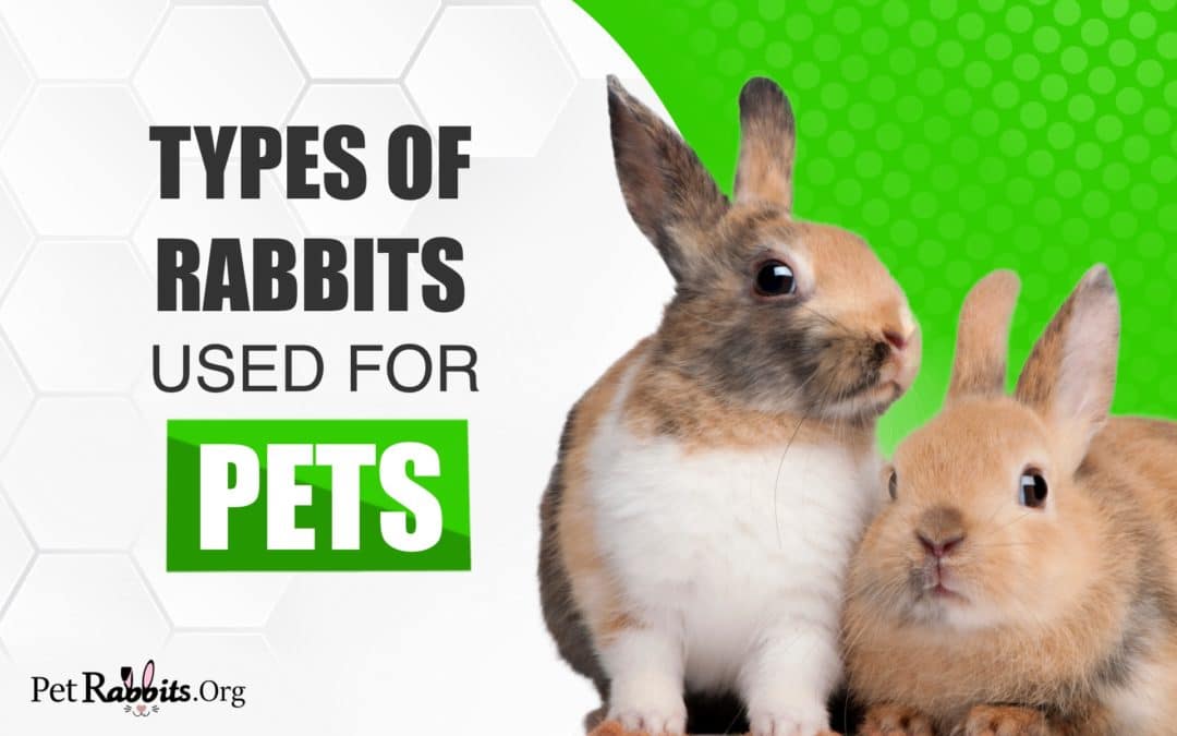 Types of Rabbits Used For Pets