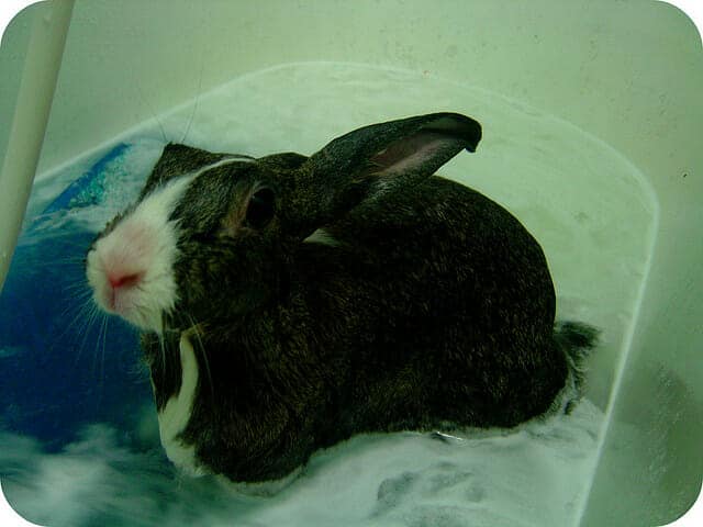 black and white bunny taking a bath