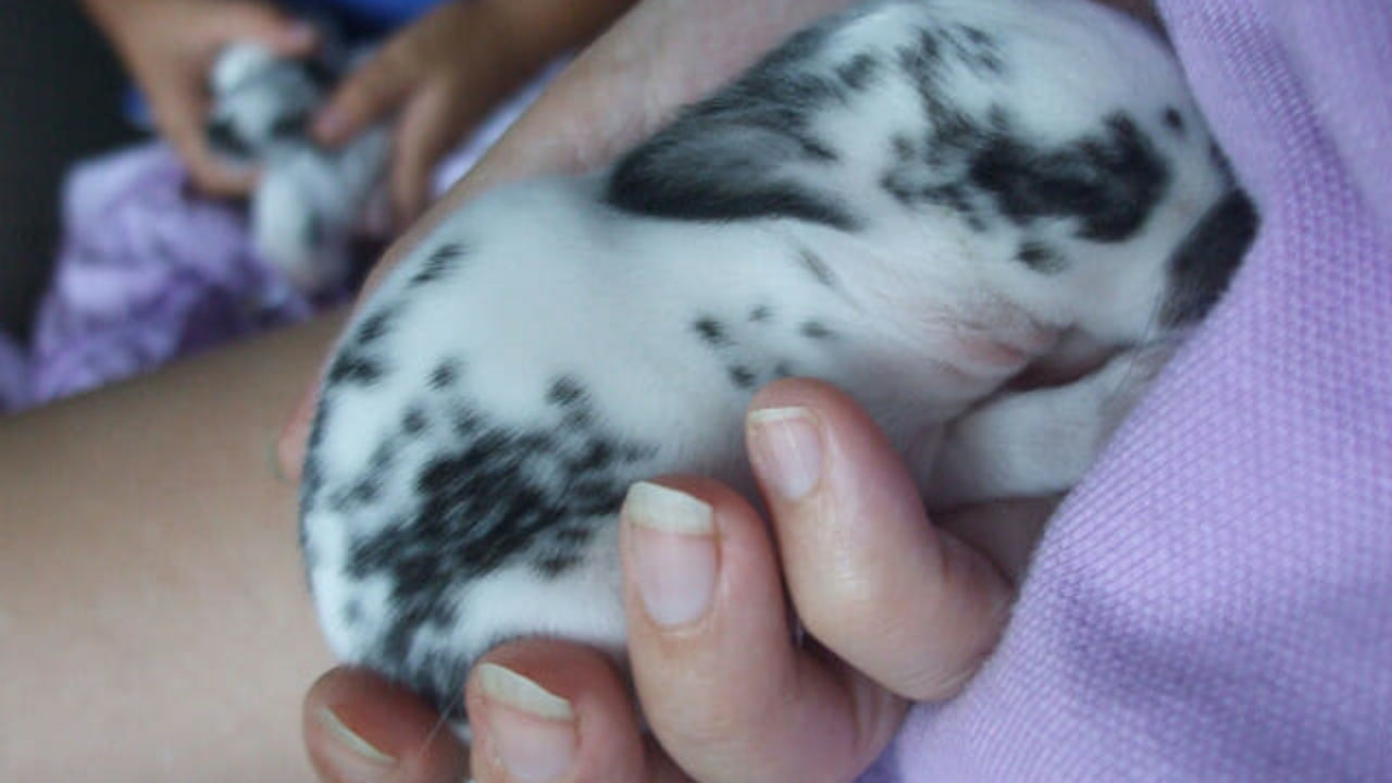 male and female rabbits living together