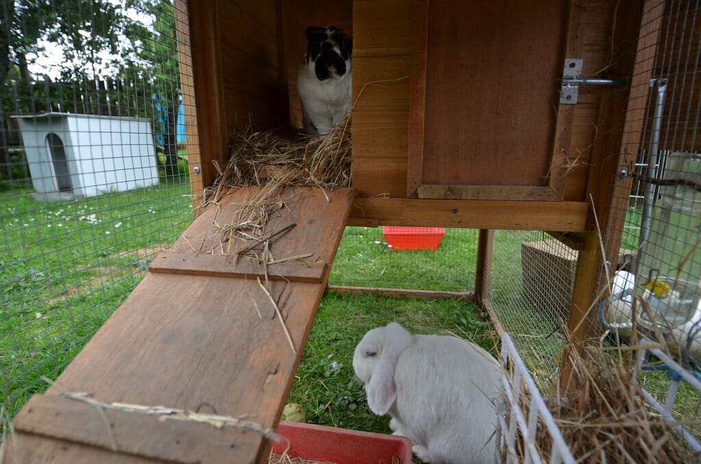 taking care of rabbits outside