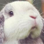 my rabbits name is buttons