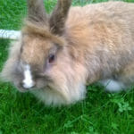 lionhead type of pet rabbit