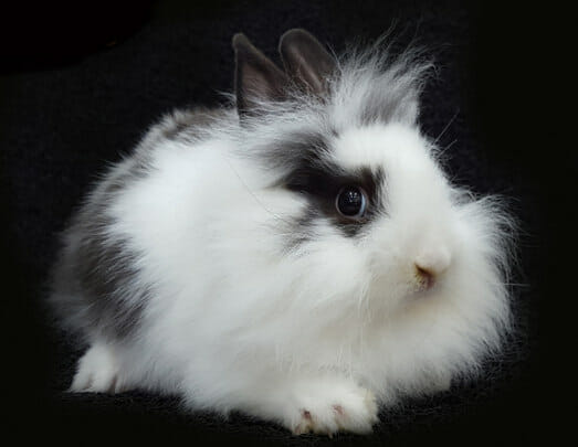 mini lionhead bunny