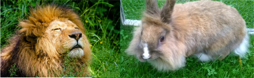 lionhead rabbit mane compared to african lion mane