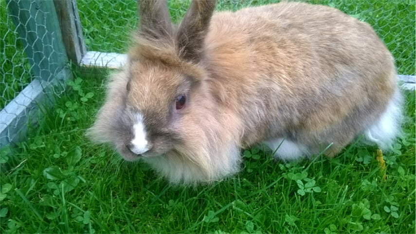 mini lionhead bunny