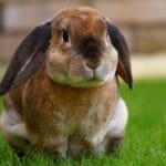 brown rabbit