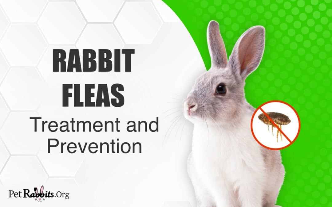 Rabbit Fleas: Treatment and Prevention