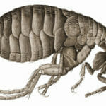 Example of a rabbit flea