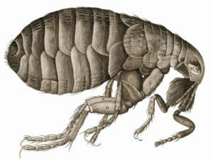 Example of a rabbit flea