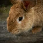 Baby Bunny with brown fur