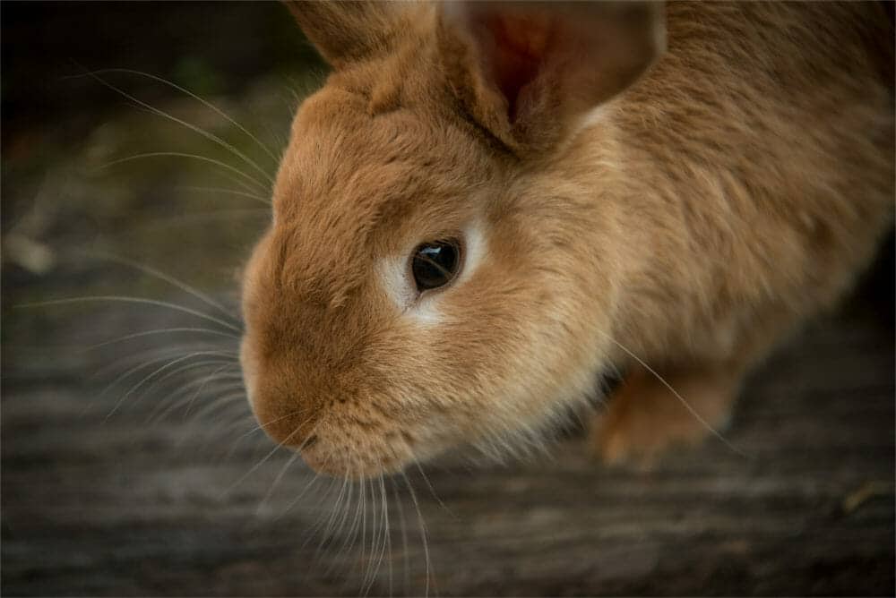 Baby Bunny Care