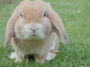 Rabbit Care Facts