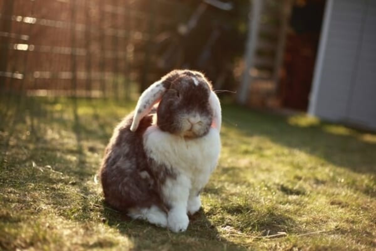 Outdoor rabbit on sale heat lamp
