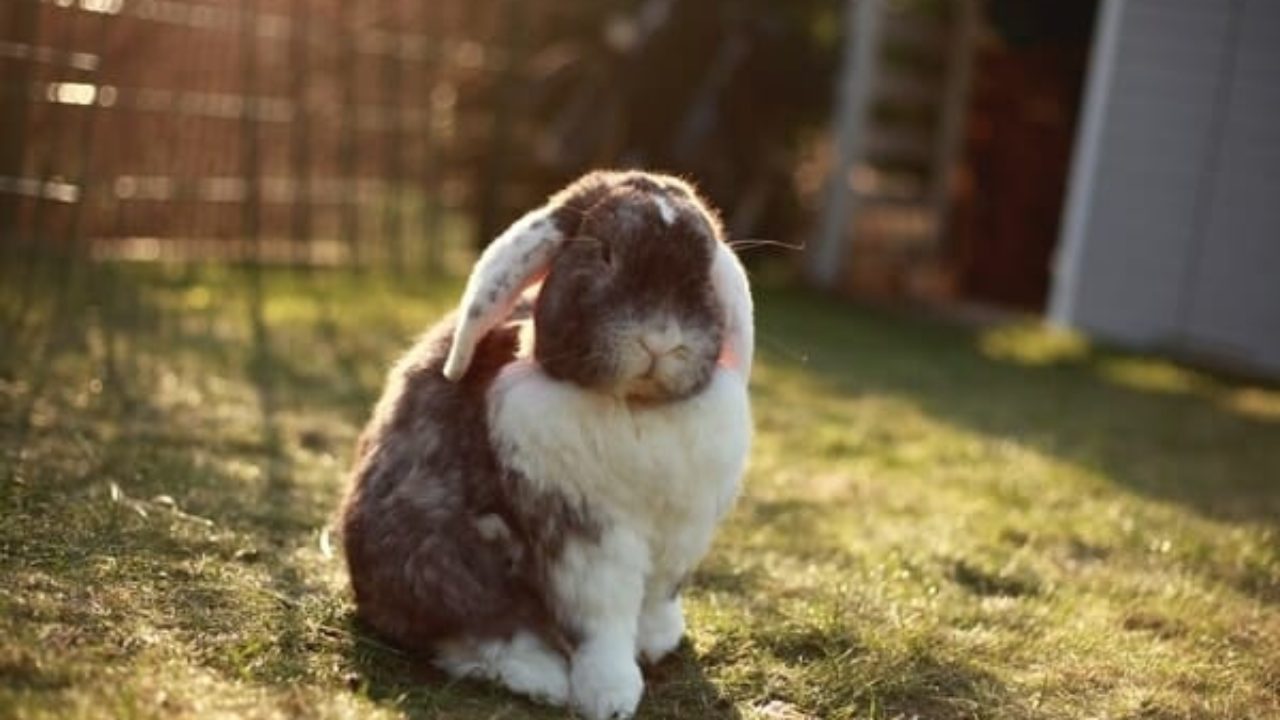 taking care of rabbits outside