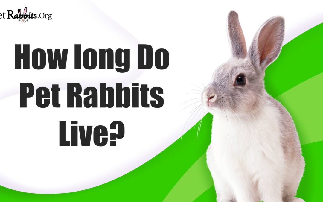 How Long Do Pet Rabbits Live?