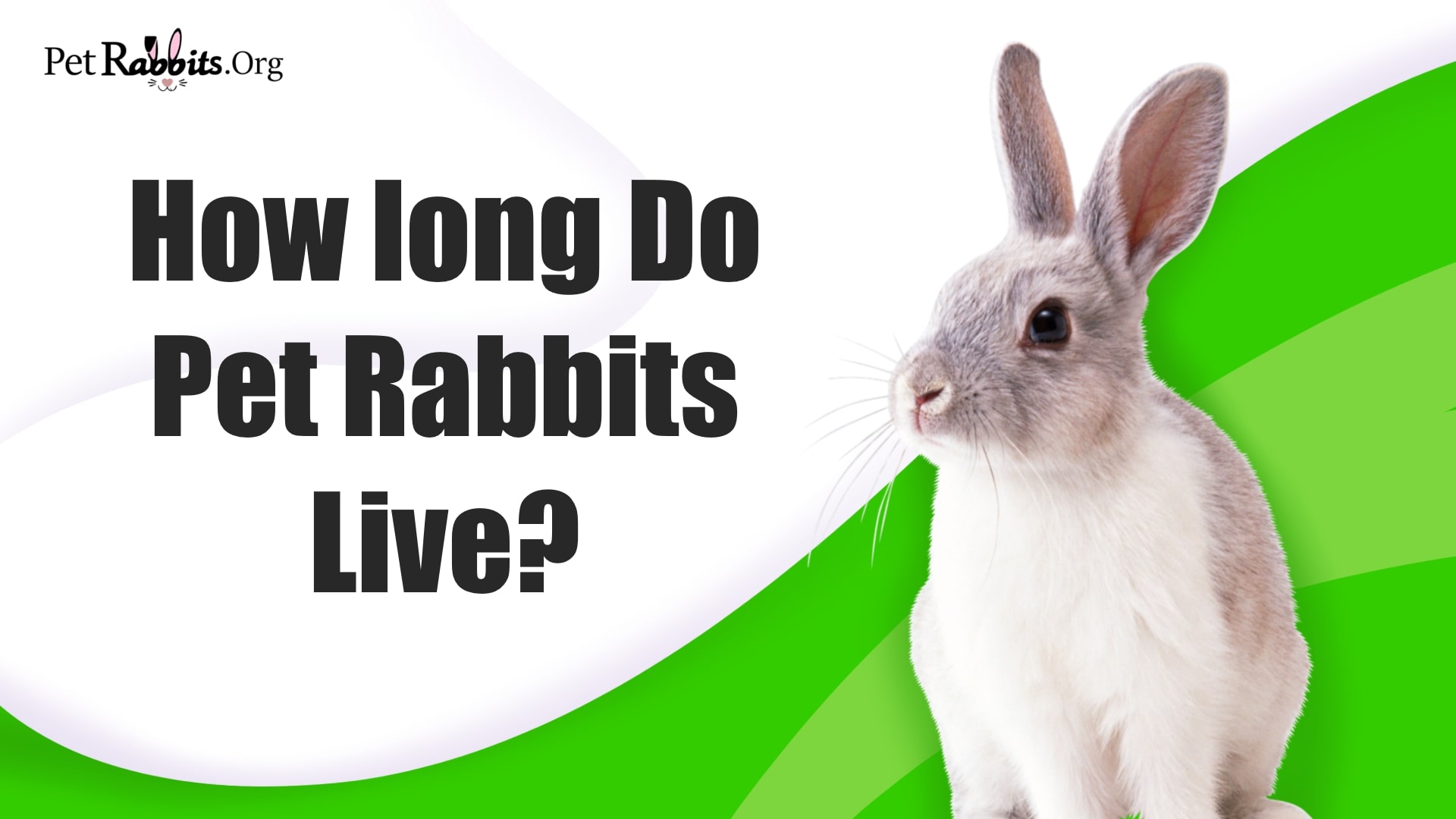 How Long Do Pet Rabbits Live? Rabbit lifespan 