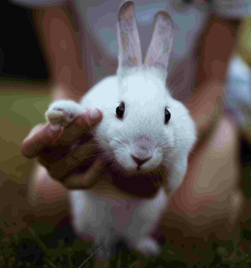 A woman in a white dress kneels on the ground, holding her white pet rabbit in front of her. 