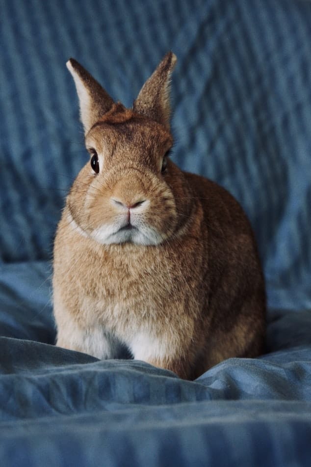 blue dwarf rabbit