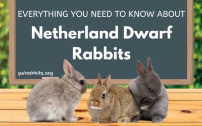 Netherland Dwarf Rabbit – Facts, Lifespan and More!