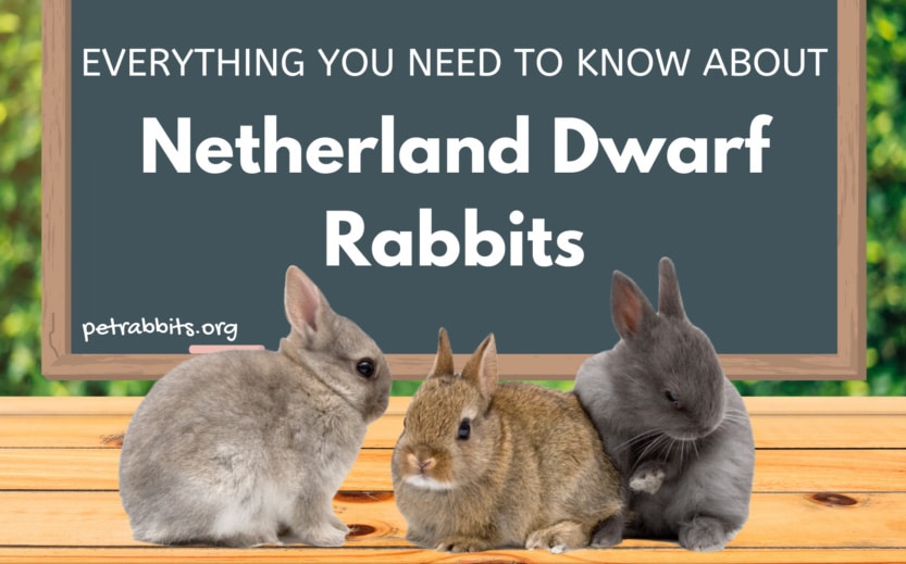 Netherland Dwarf Rabbit – Facts, Lifespan and More!