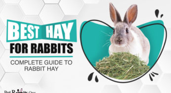 bunny exercise wheel