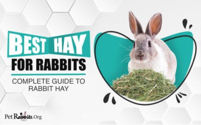 Best Hay for Rabbits – A Complete Guide to Rabbit Hay