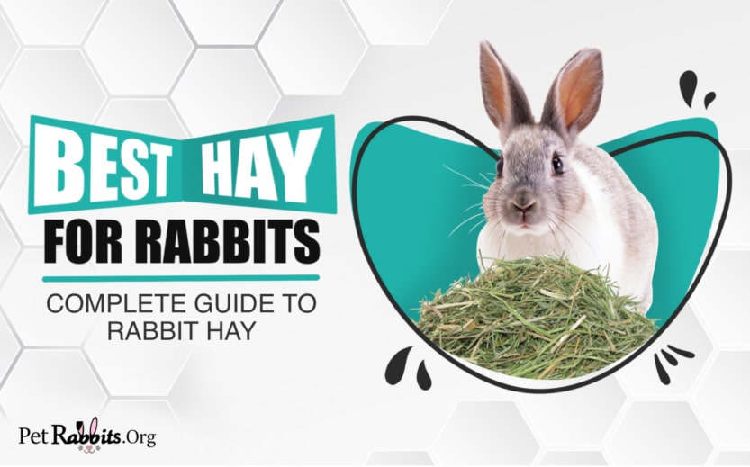 Best Hay for Rabbits – A Complete Guide to Rabbit Hay