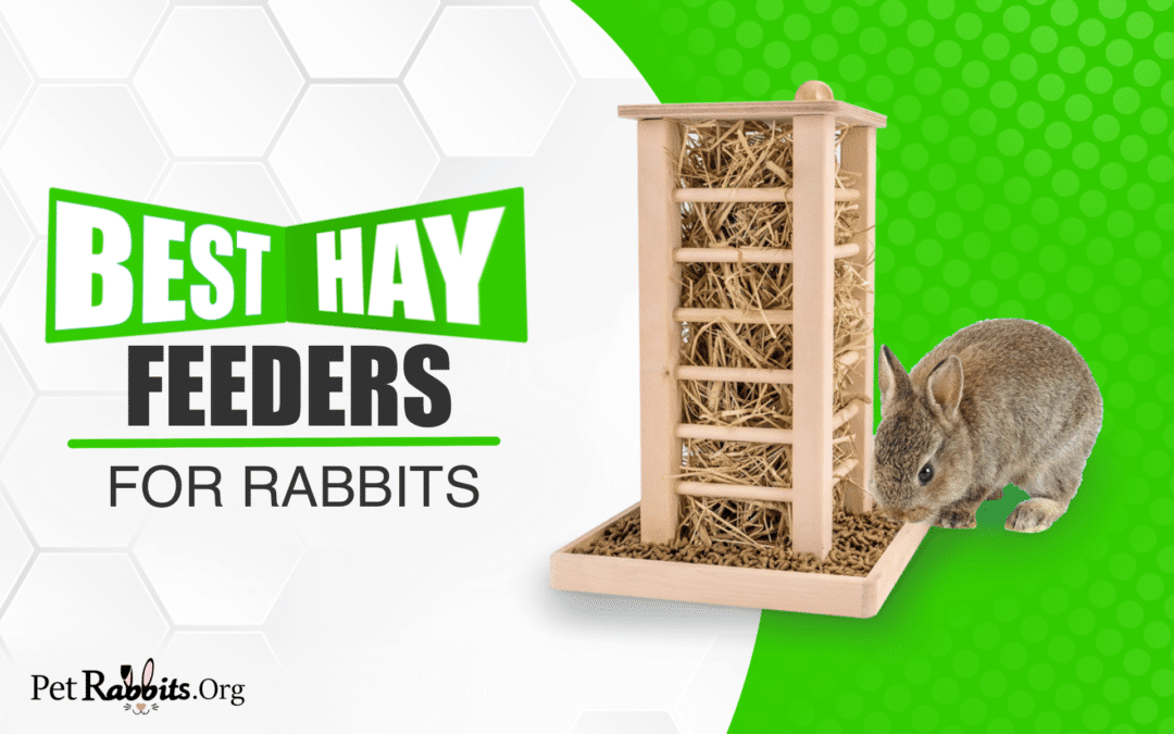 Best Hay Feeders for Rabbits – Review and Buyers Guide