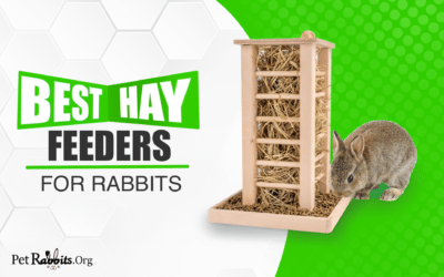 Best Hay Feeders for Rabbits – Review and Buyers Guide