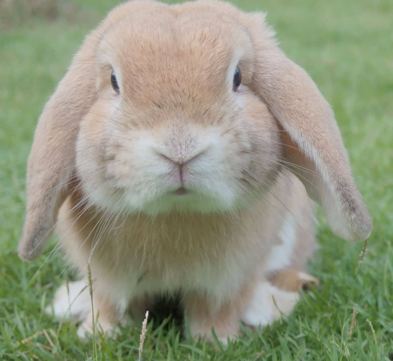 Holland Lop Ear Bunny gold colored sitting in grass