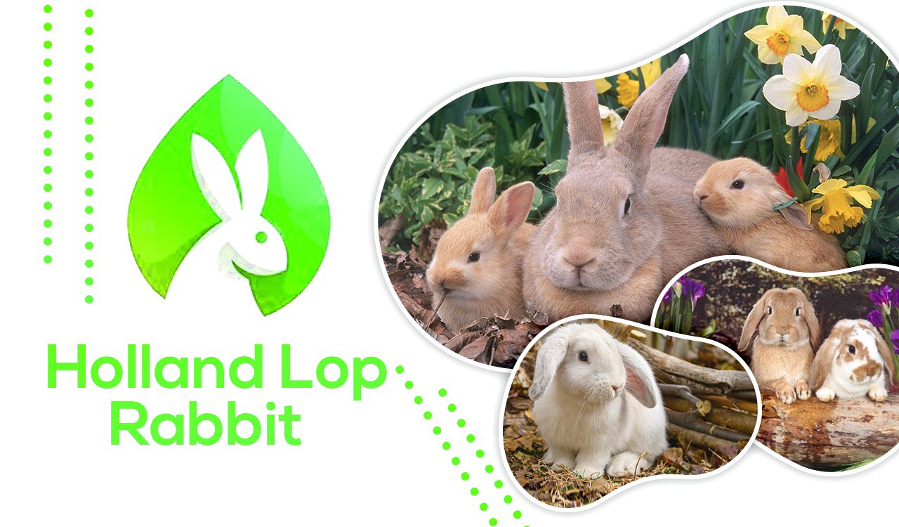 Holland Lop Rabbit - Pet Rabbits.org | Everything You Should Know