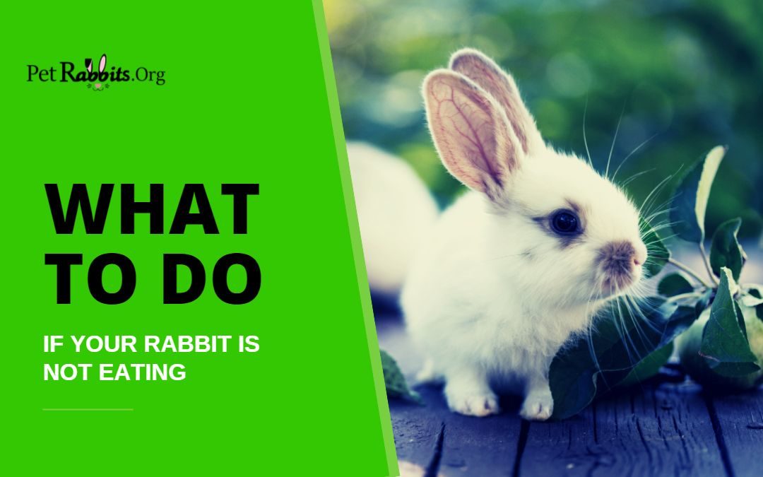 What to Do if Your Rabbit is Not Eating
