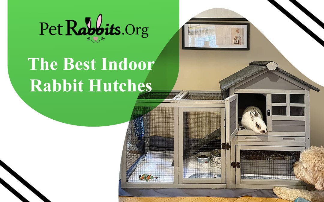 The Best Indoor Rabbit Hutches