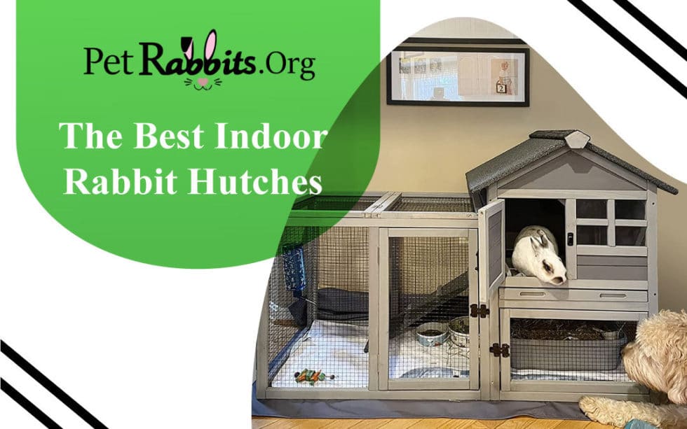 The Best Indoor Rabbit Hutches Pet Rabbits