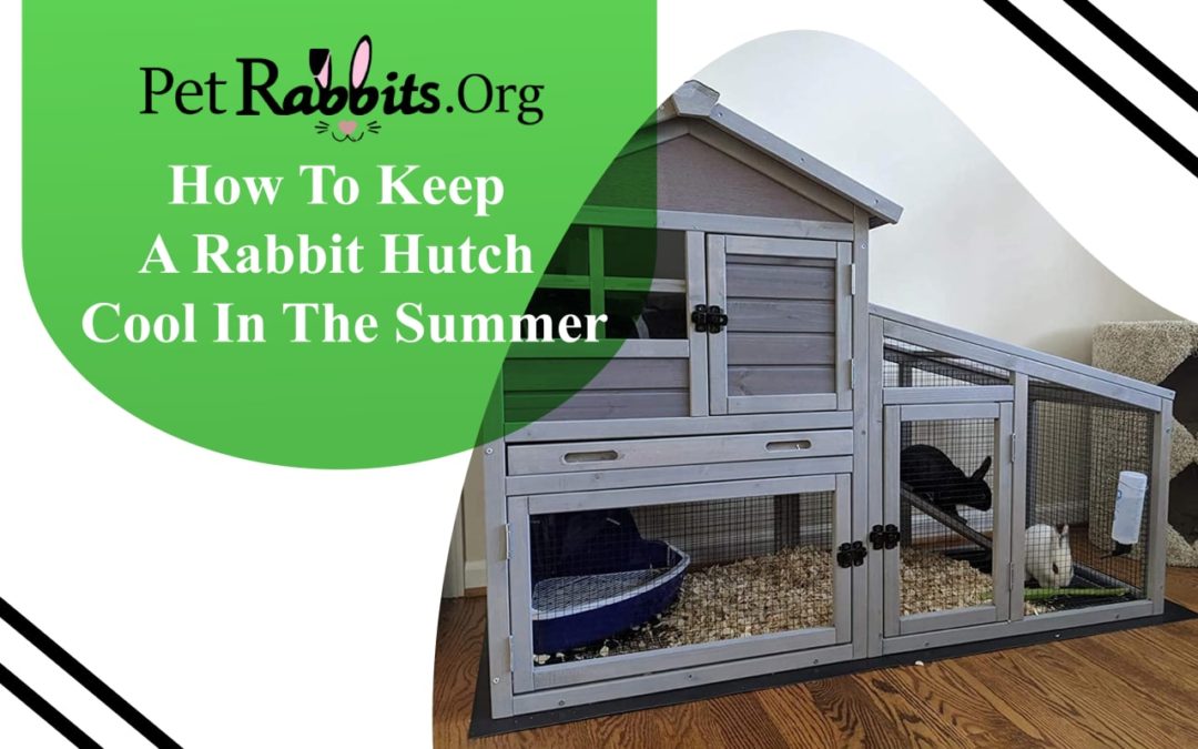 How to Keep a Rabbit Hutch Cool in the Summer