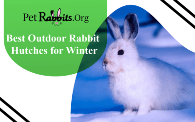 Best Outdoor Rabbit Hutches for Winter