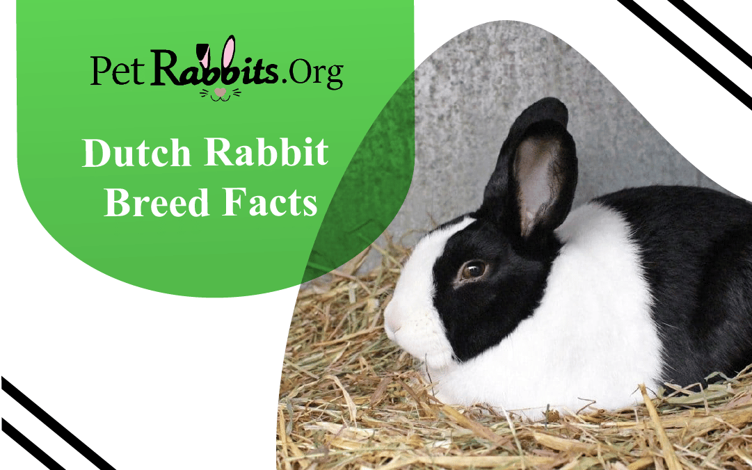 How to Care for a Dutch Rabbit- Breed Facts