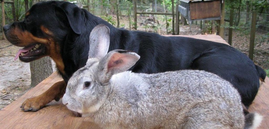 Flemish giant rabbit next to a large dog