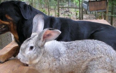 The 5 Best Books All About Pet Rabbits