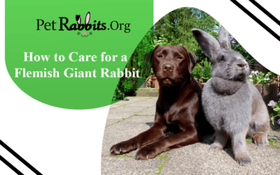 How to Care for Flemish Giant Rabbits