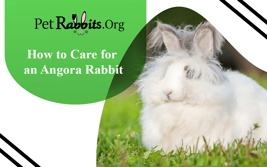 How to Care for an Angora Rabbit