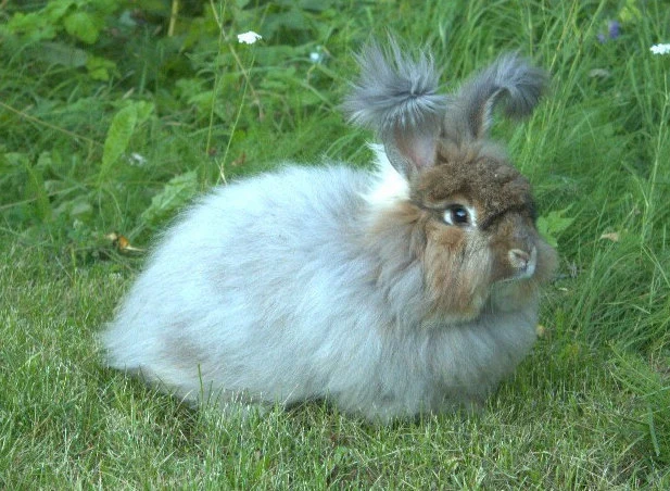 German Angora Rabbit