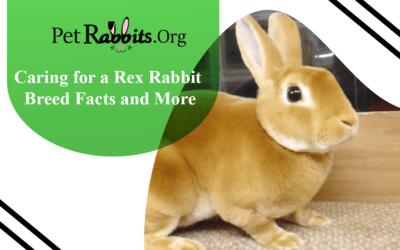 Caring for a Rex Rabbit – Breed Facts and More