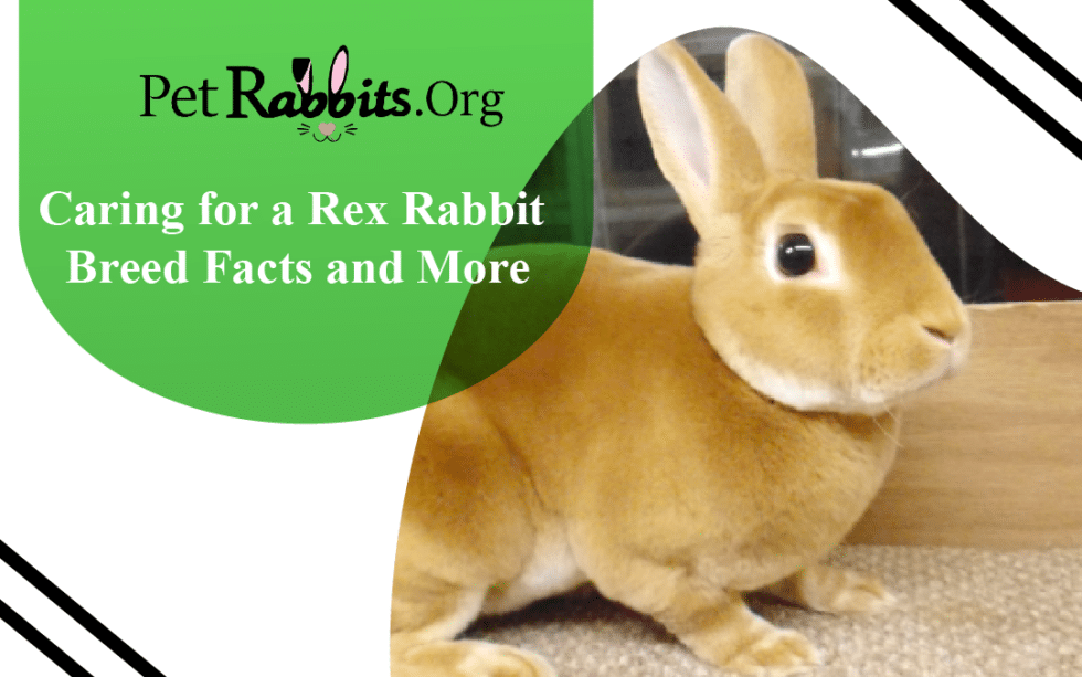 Caring for a Rex Rabbit