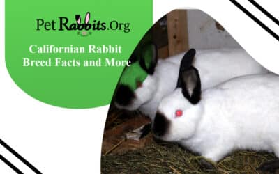 Californian Rabbit – Breed Facts and More